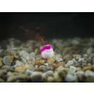 Delphin Braided Sting Feeder rig 10db/cs 12cm/0,20mm Chinu #6