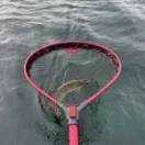 Reiva rablózó merítő gumírozott 65x60cm