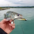 Reiva Ultra Stron Jig Head 1 - 10g, 4db/cs