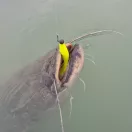 Reiva Ultra Stron Jig Head 1 - 10g, 4db/cs