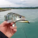 Reiva Ultra Strong Jig Head 5/0-7g 4db/cs