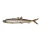 MadCat Pelagic Cat Lure 24cm Smelt