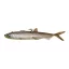 MadCat Pelagic Cat Lure 24cm Smelt
