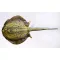 PILLOW THE BLUESPOTTED STINGRAY 85CM