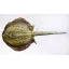 PILLOW THE BLUESPOTTED STINGRAY 85CM