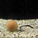 Carp Academy Line Aliger Rig 2db/cs 4-es méret