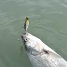 Reiva Long Minnow 7cm 10,8g PW wobbler