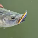 Reiva Walker 7,2cm 5,5g PW wobbler