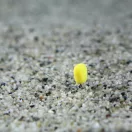 Stég Upters Corn N-Butyric Acid 10mm 10db/dob